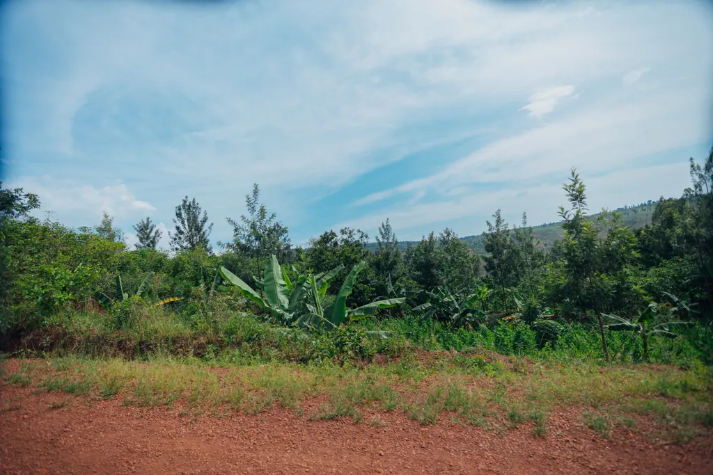 Banana plants and green trees beside a red dirt road under a blue sky.