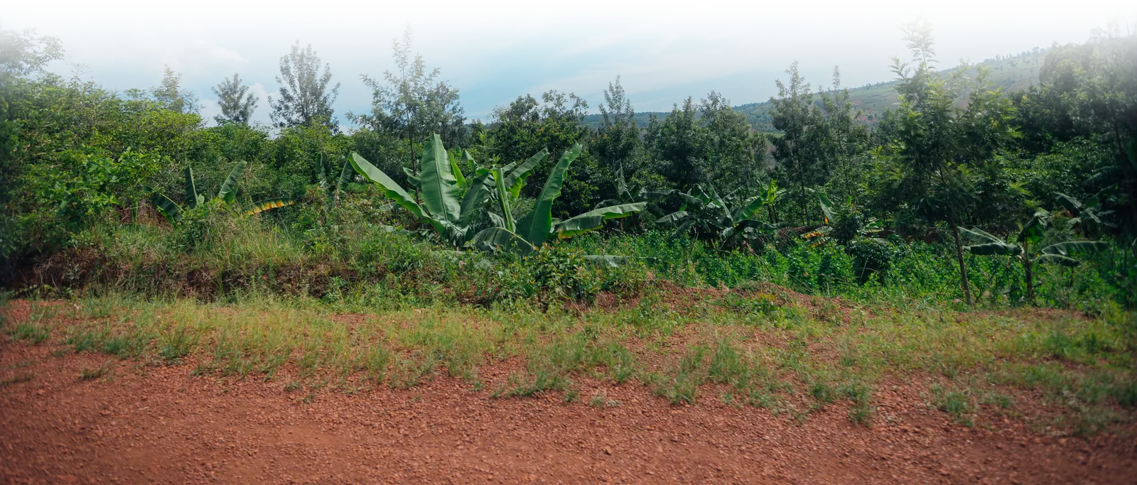 A red dirt road beside banana plants and green hills under a big sky.